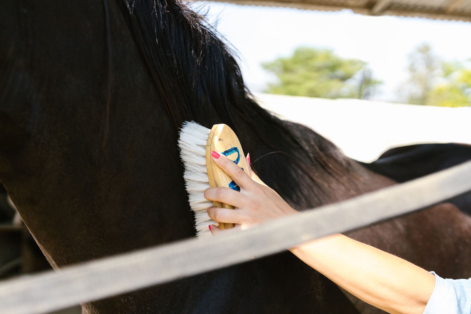 Le pansage du cheval : la routine complète