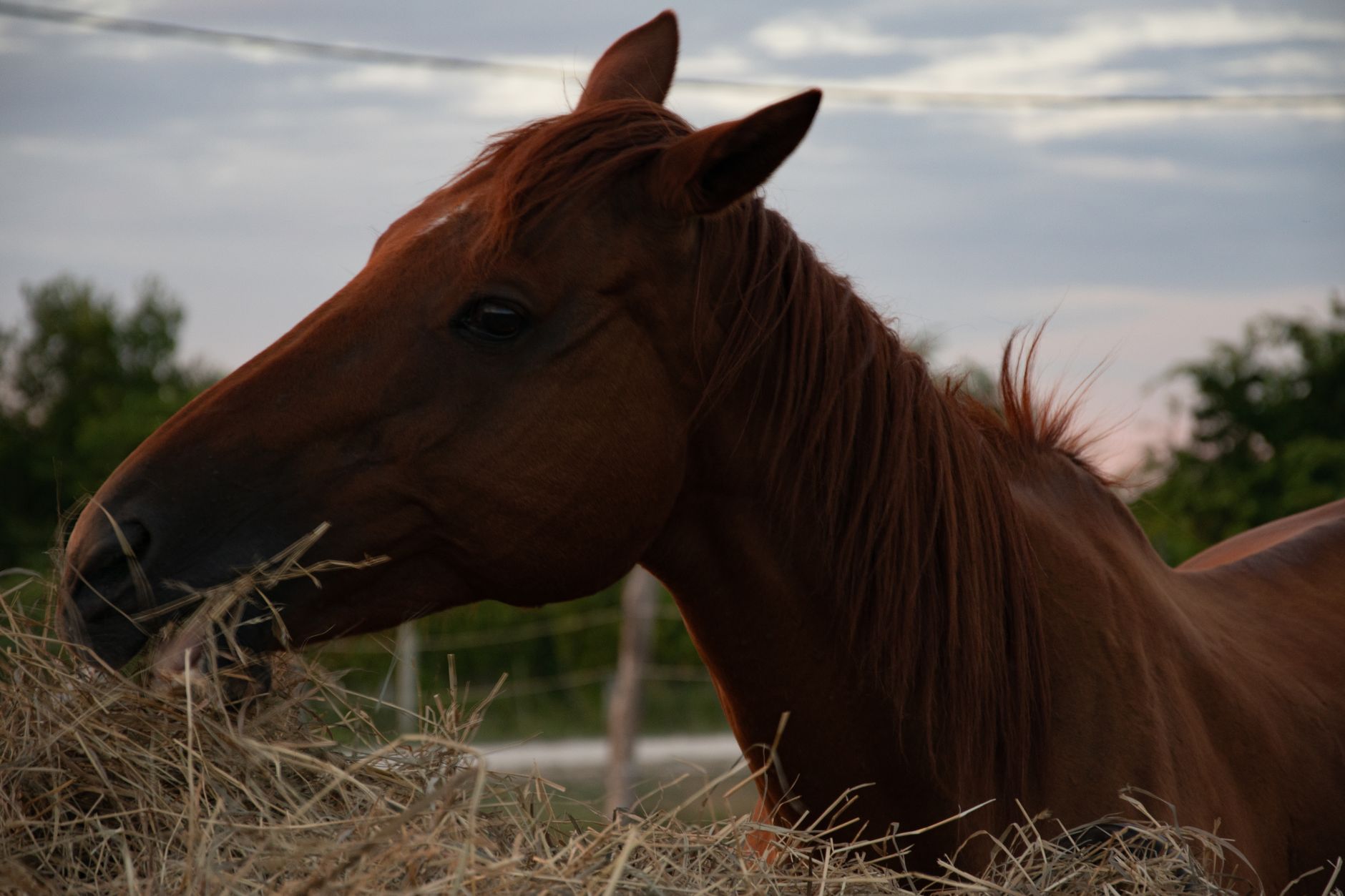 Alimentation du cheval : les bases d’une ration juste